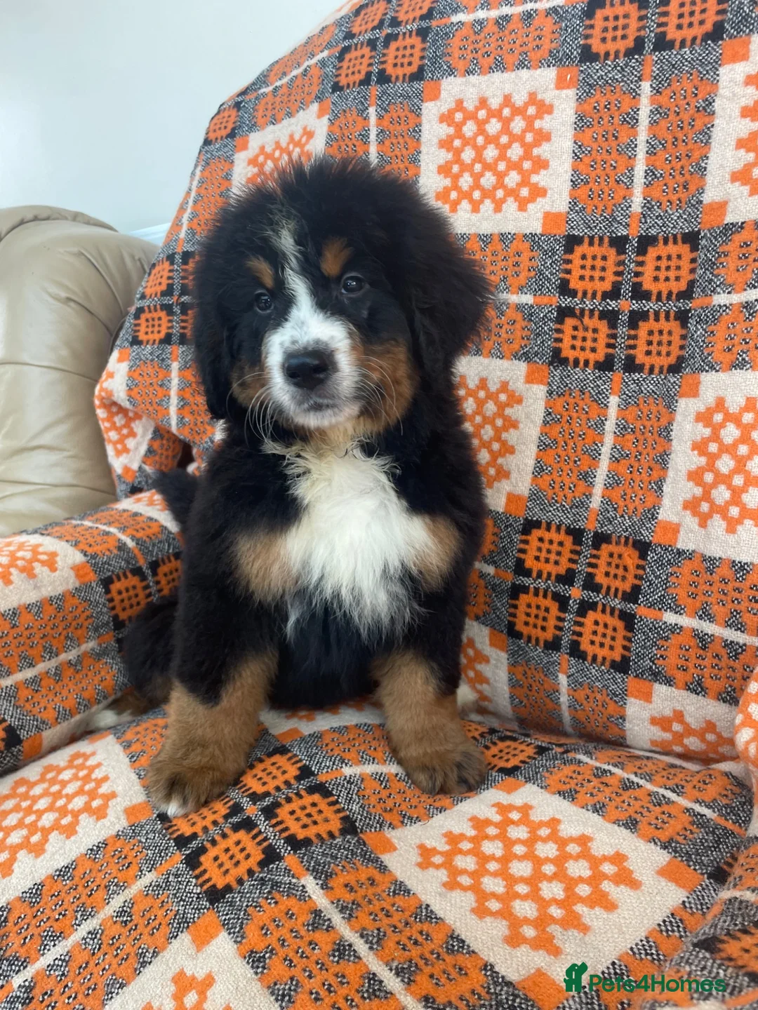 Bernese Mountain Dog dogs for sale: Stunning boys and girls - Advert 1