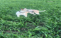 Whippet dogs for stud: Stud whippet - Image 6