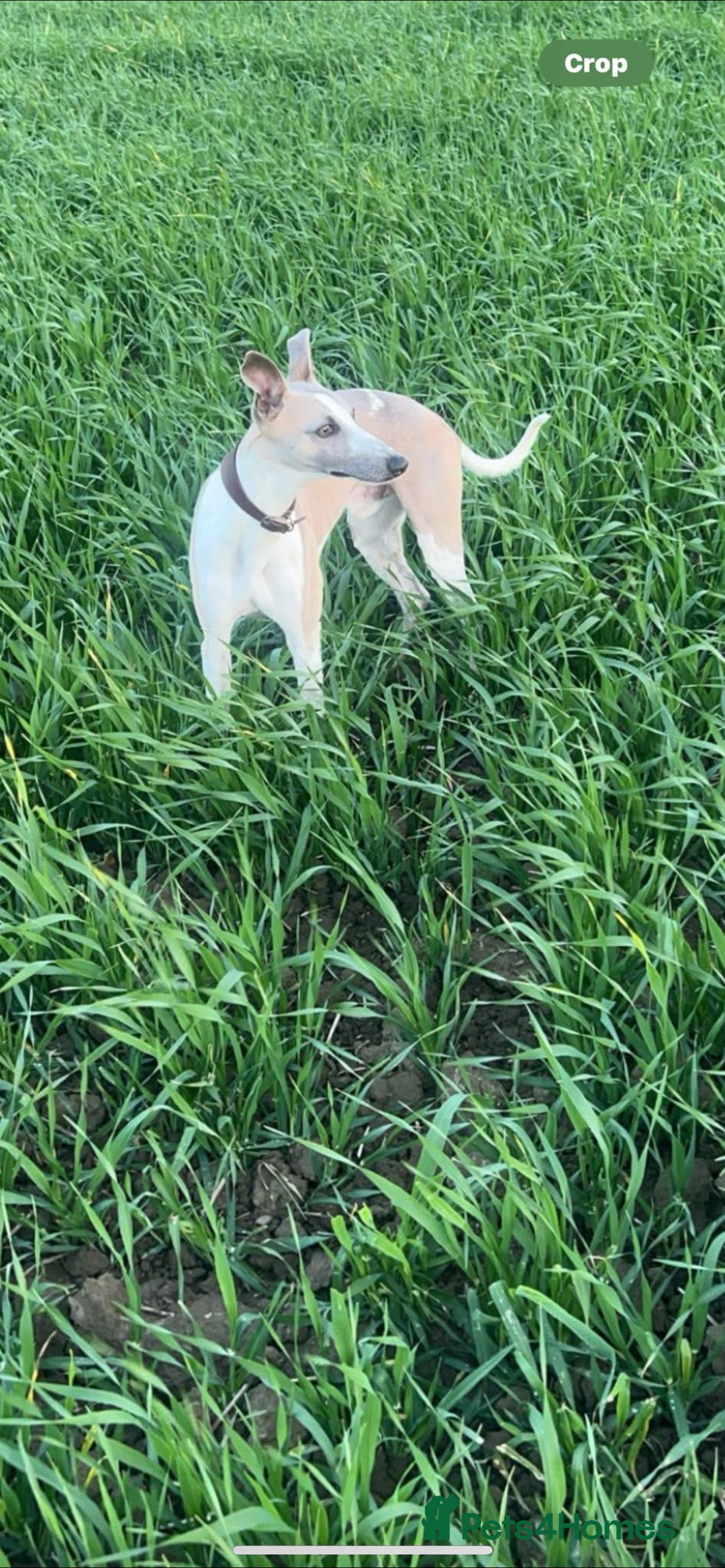 Whippet dogs for stud: Stud whippet - Image 6