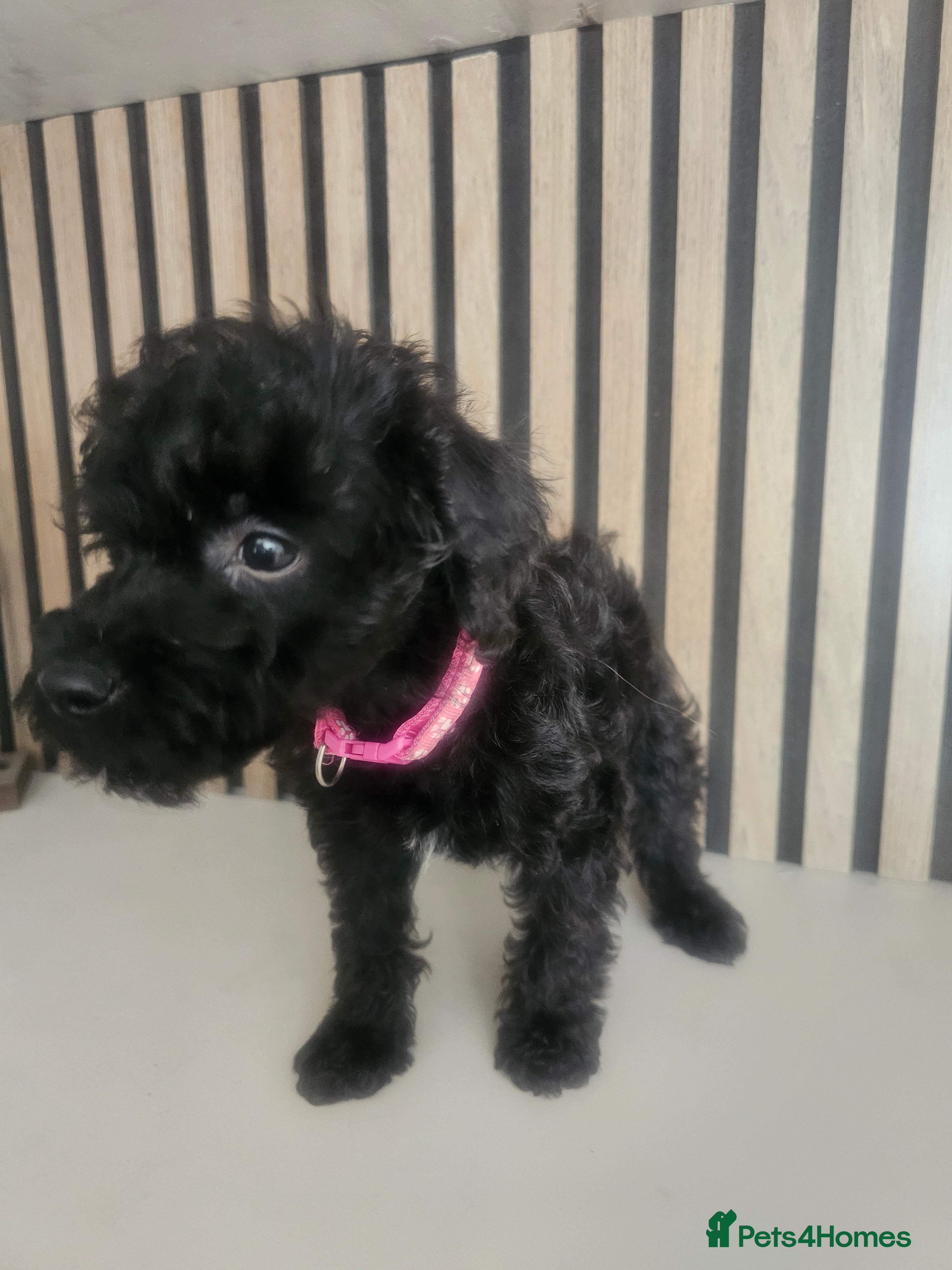 Schnoodle dogs 🐶 F2 Schnoodles READY NOW for their new Homes 🐶 - Advert 1