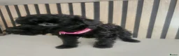 Schnoodle dogs for sale: 🐶 F2 Schnoodles READY NOW for their new Homes 🐶 - Advert 1