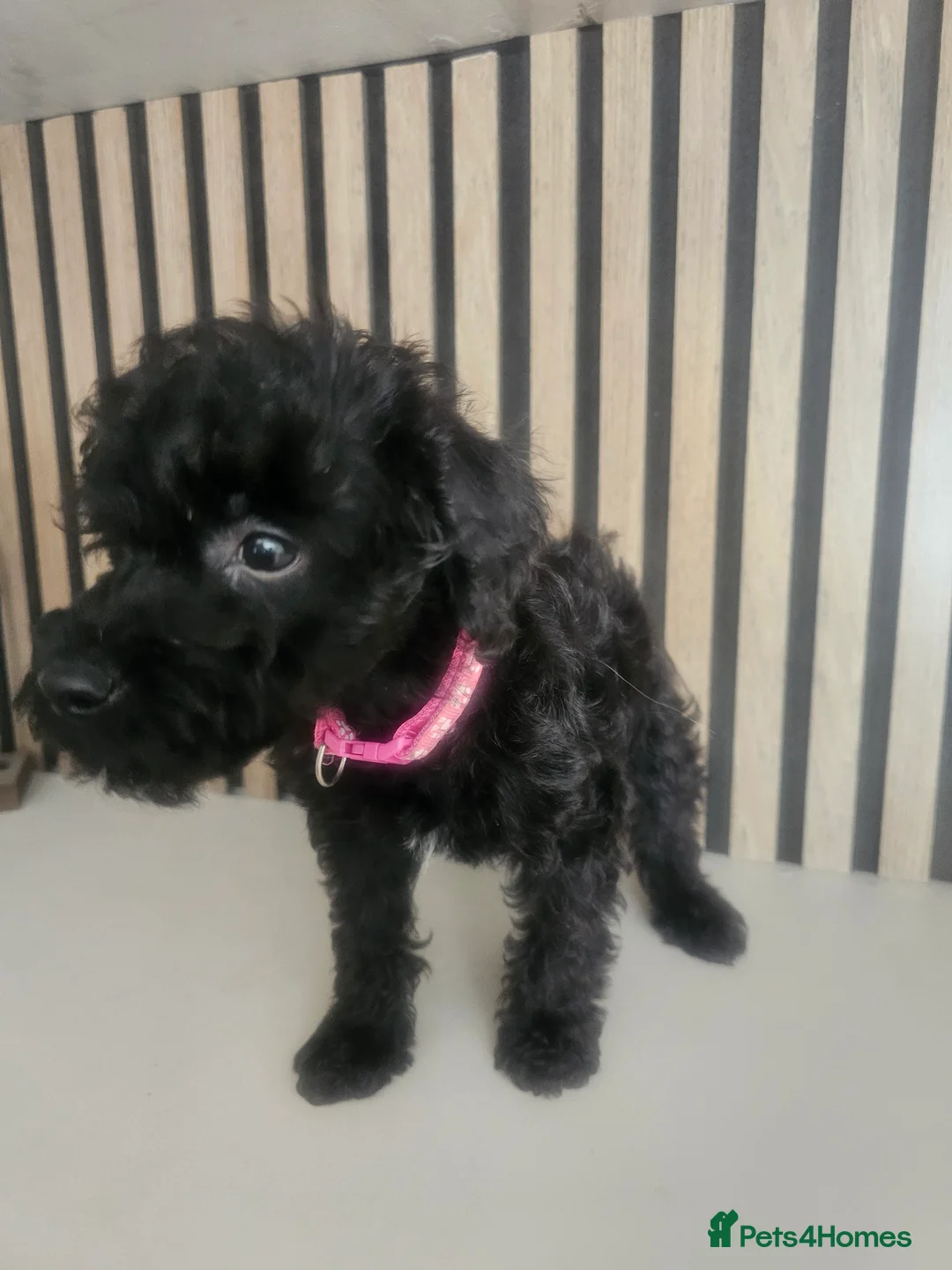 Schnoodle dogs for sale: 🐶 F2 Schnoodles READY NOW for their new Homes 🐶 - Advert 1