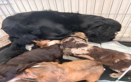 Cockapoo dogs for sale: stunning toy cockapoo  - Advert 31