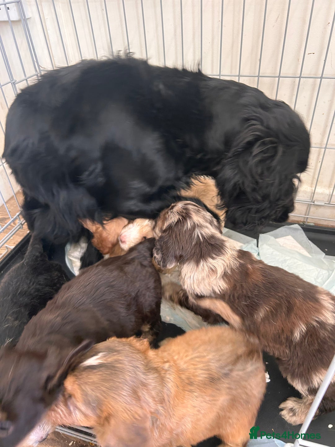 Cockapoo dogs for sale: stunning toy cockapoo  - Advert 31