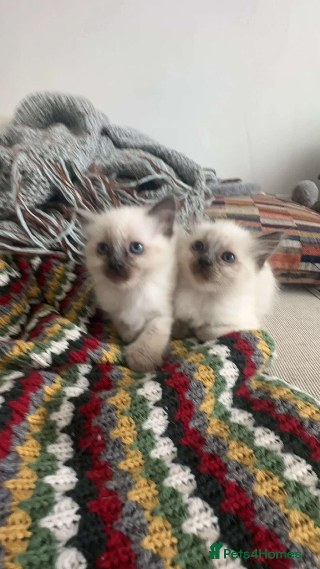 Ragdoll cats for sale: Ragdoll Kittens  - Advert 22