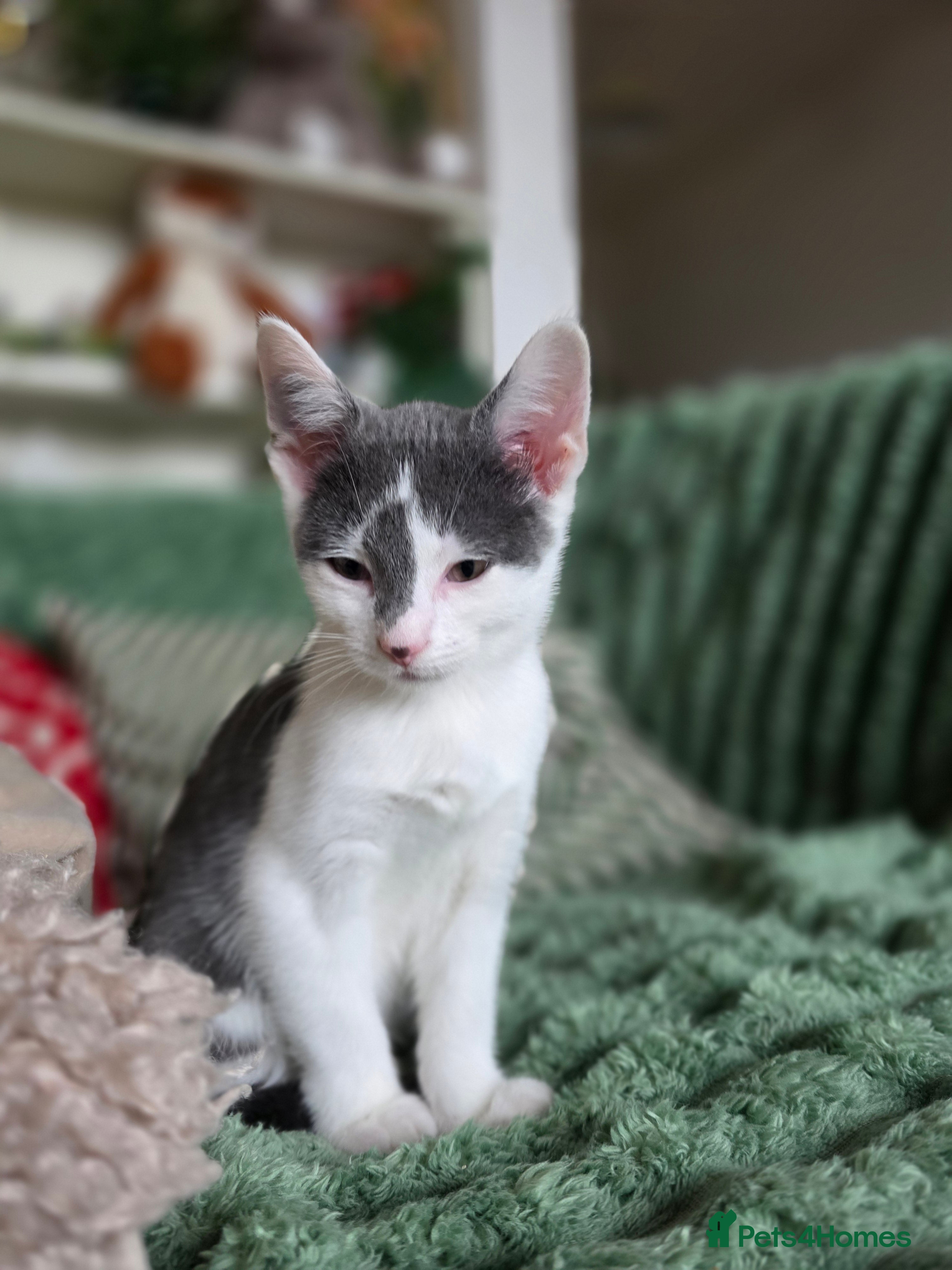 European cats A little kitten is looking for forever home - Advert 15