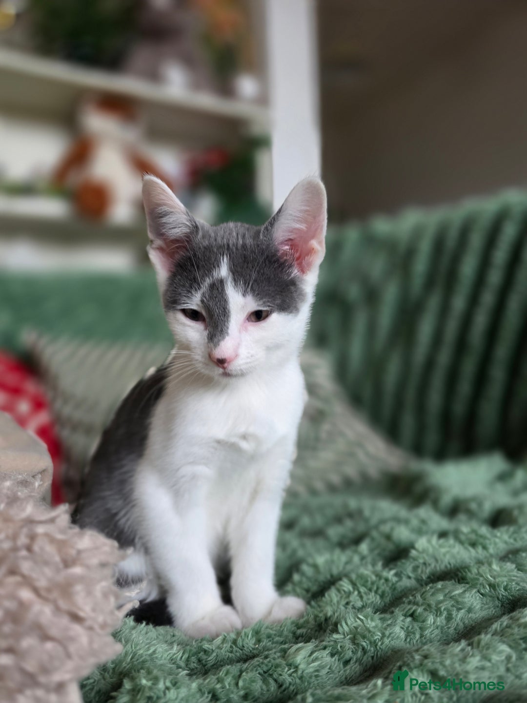 European cats for sale: A little kitten is looking for forever home - Advert 1