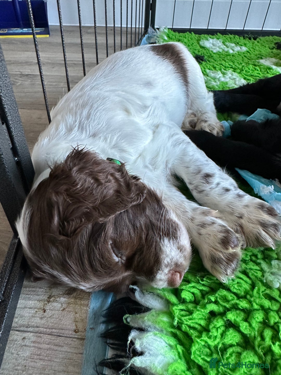 Sprocker dogs for sale: SPROCKER PUPPIES FOR SALE - Advert 17