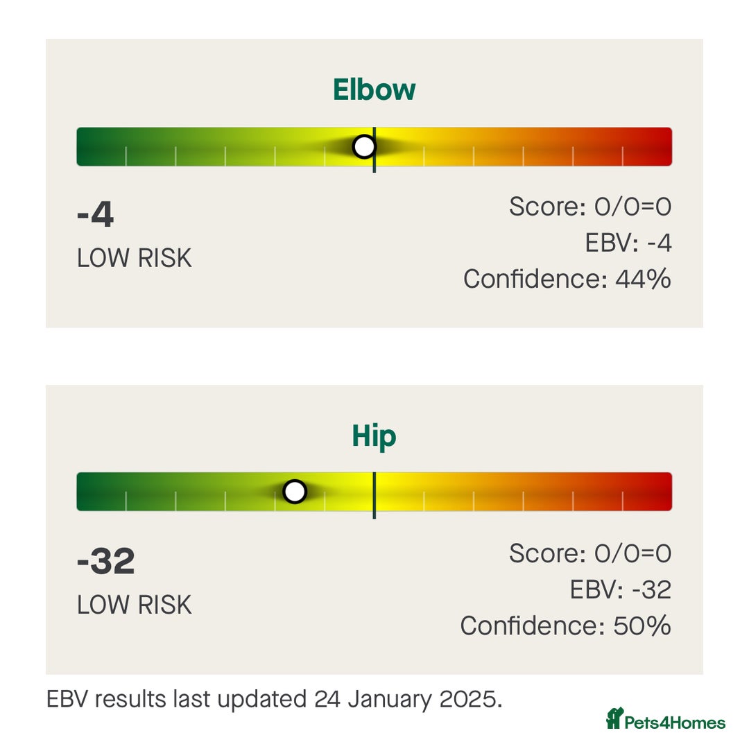 Labrador Retriever dogs for stud: KC Reg Chocolate Stud, 0/0 Hips & FTCH Pedigree in March - Advert 7