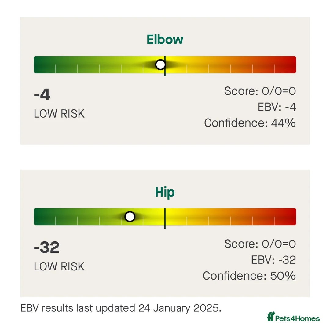 Labrador Retriever dogs for stud: KC Reg Chocolate Stud, 0/0 Hips & FTCH Pedigree in March - Advert 7