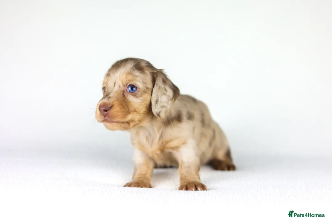 Miniature Dachshund dogs for sale: Miniature dachshund beautiful litter - Advert 33