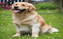 Golden Retriever dogs for sale: Golden Retriever huge big boned male puppy - Advert 4