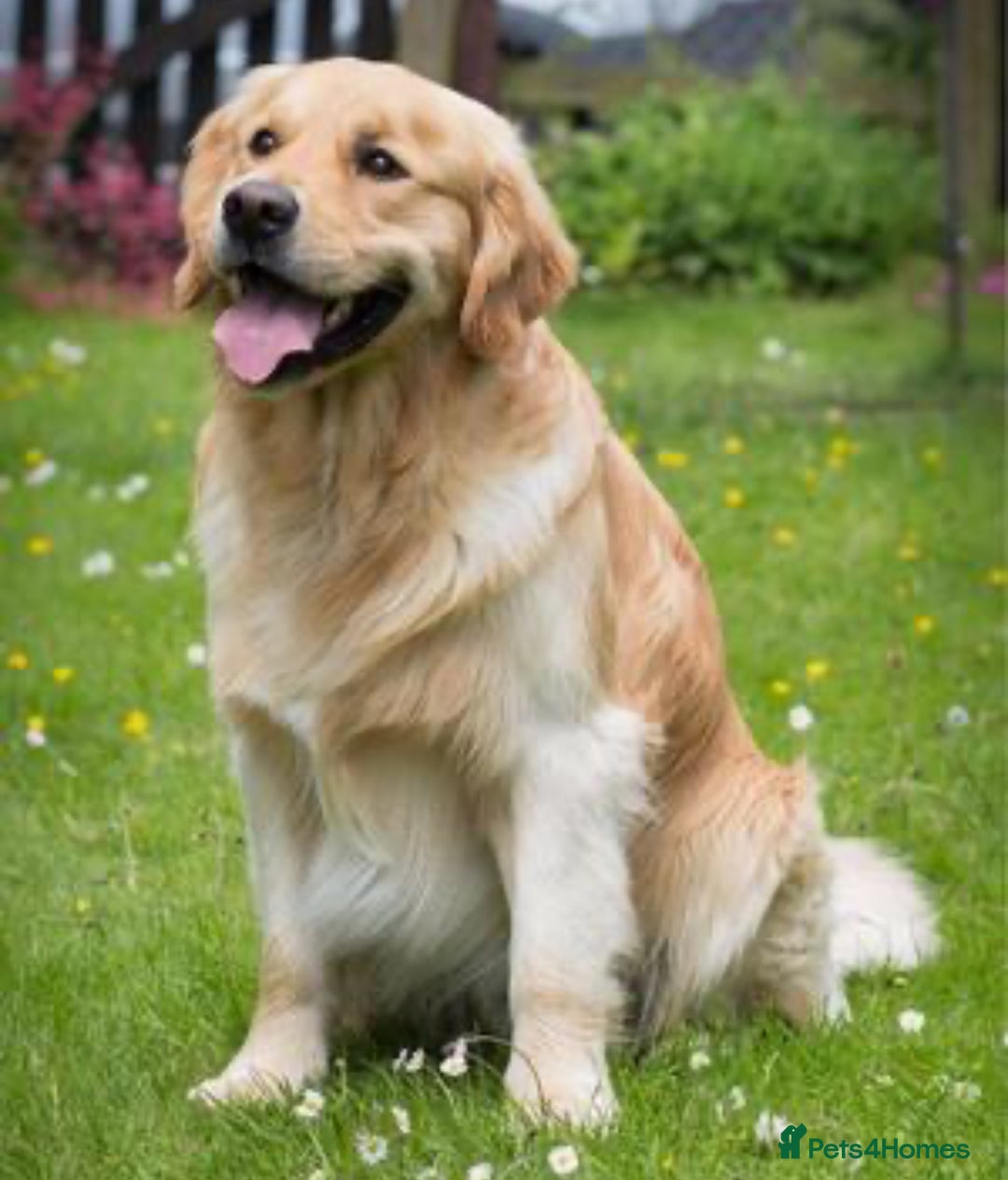 Golden Retriever dogs for sale: Golden Retriever huge big boned male puppy - Advert 4