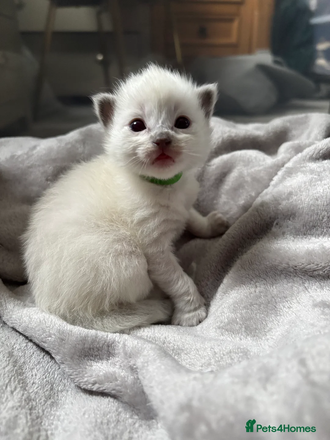 Ragdoll cats for sale: ✨5 blue point and 1 lilac ragdoll kittens ✨ - Advert 39