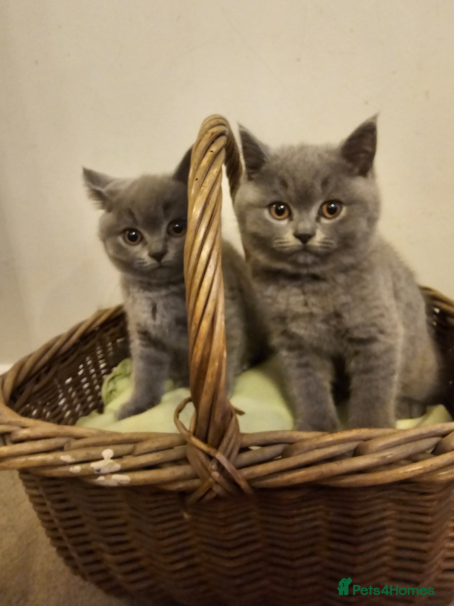 British Shorthair cats Beautiful British Shorthair Kittens - Advert 1