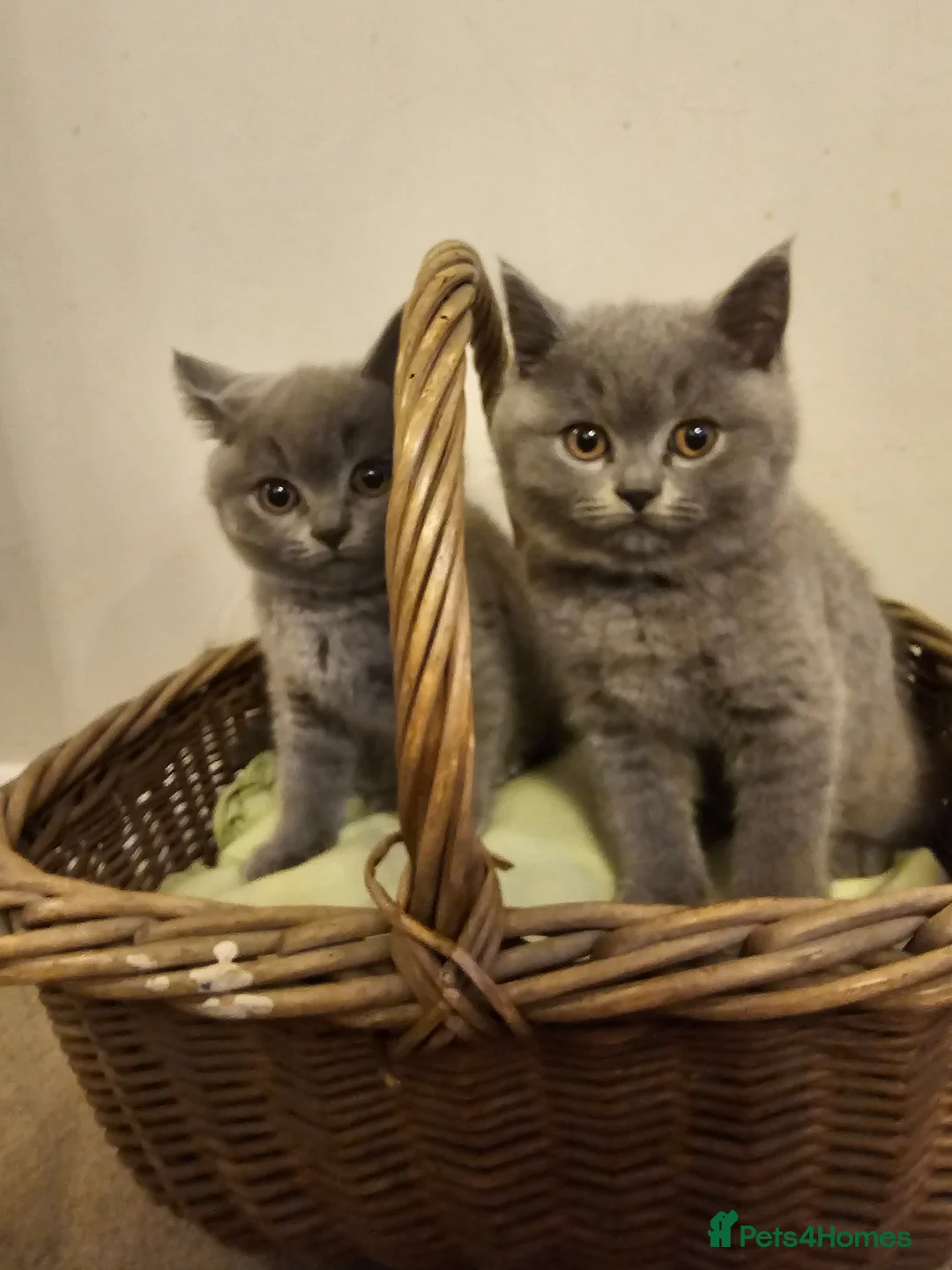 British Shorthair cats for sale: Beautiful British Shorthair Kittens - Advert 1