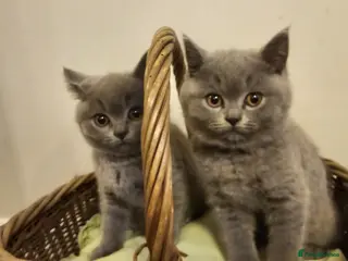 British Shorthair cats Beautiful British Shorthair Kittens - Advert 1