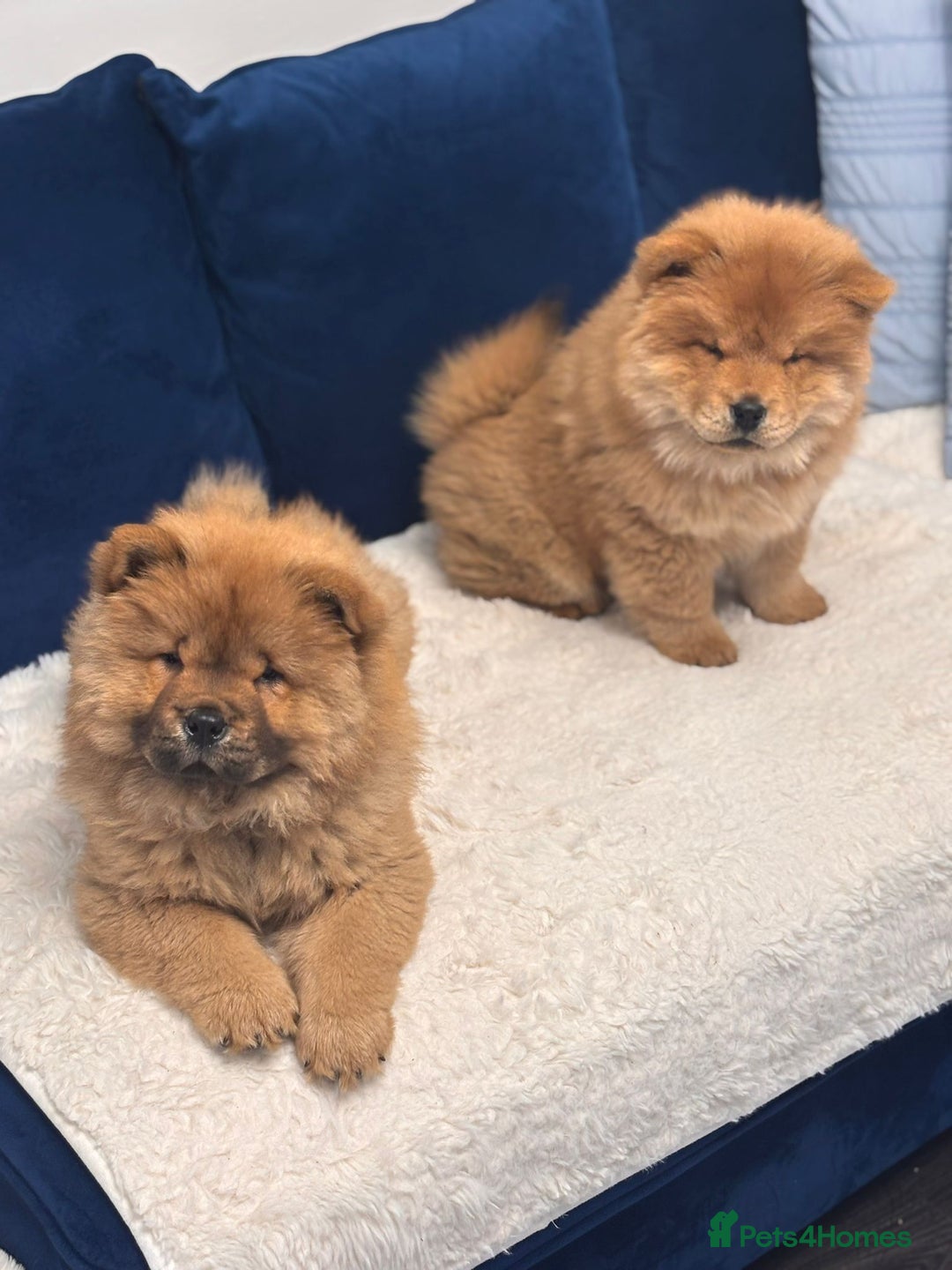 Chow Chow dogs for sale: Beautiful pure bred chow chow puppies for sale  - Image 7