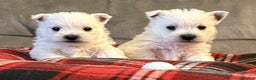 West Highland Terrier dogs for sale: Stunning west highland terrier puppies  - Advert 2