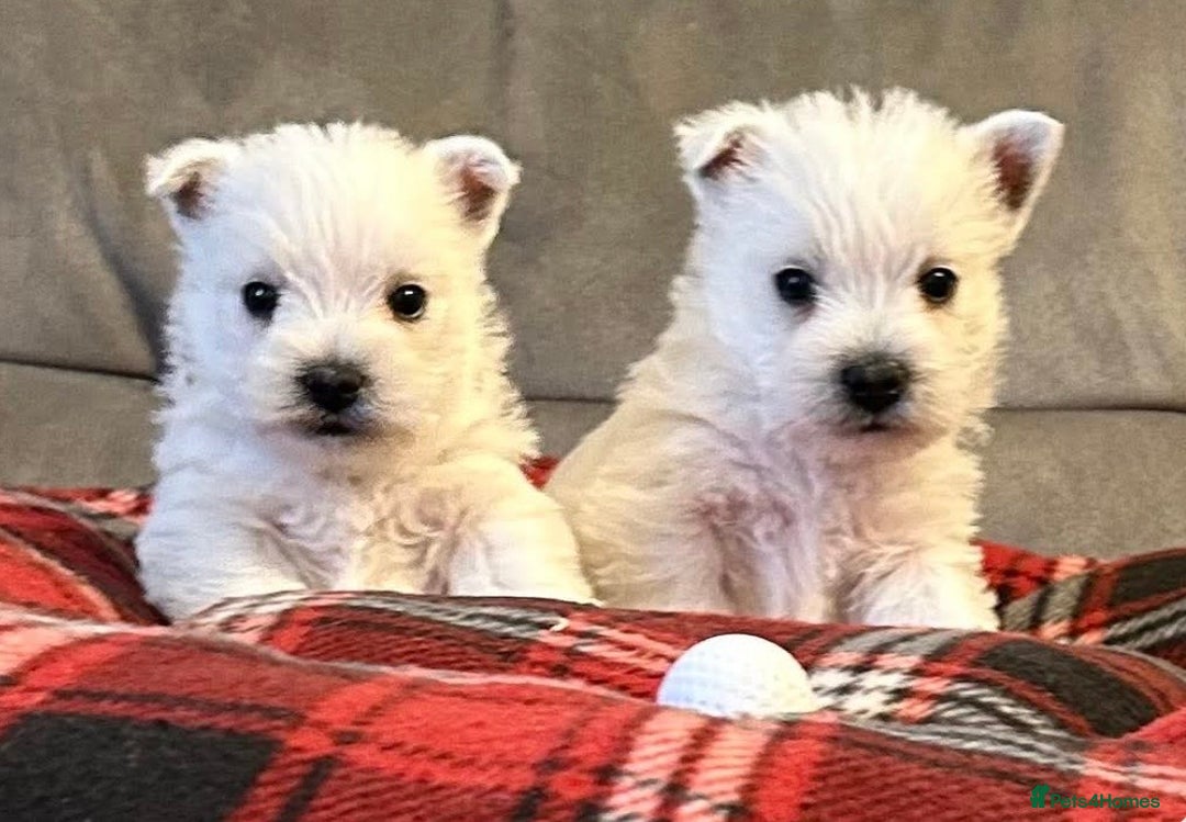 West Highland Terrier dogs for sale: Stunning west highland terrier puppies  - Advert 2