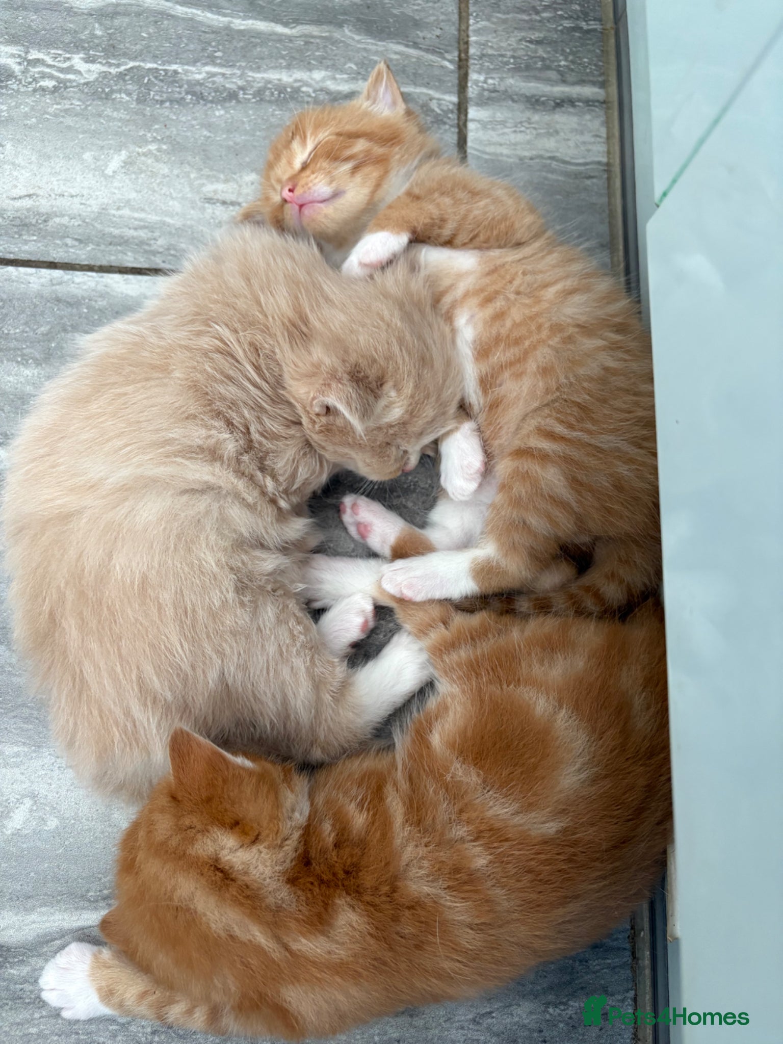 Mixed Breed cats Maine Coone x Ragdoll Full Ginger Litter - Advert 15