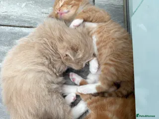 Mixed Breed cats Maine Coone x Ragdoll Full Ginger Litter - Advert 15