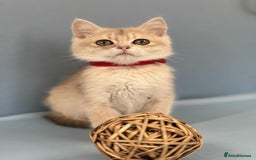 British Shorthair cats for sale: 🫶GCCF - NY12 Golden British Shorthair kittens 🫶 - Image 14