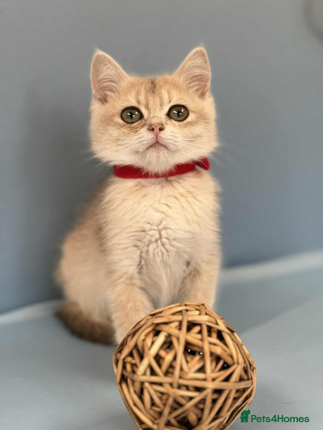British Shorthair cats for sale: 🫶GCCF - NY12 Golden British Shorthair kittens 🫶 - Image 14