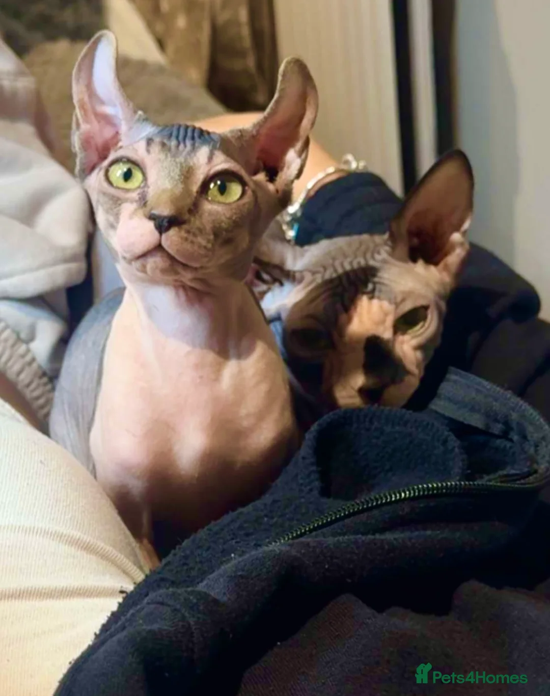 Sphynx cats for sale: Kitten girl 4 months  and 6 month boy  - Advert 1