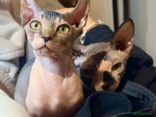 Sphynx cats Kitten girl 4 months and 6 month boy - Advert 1