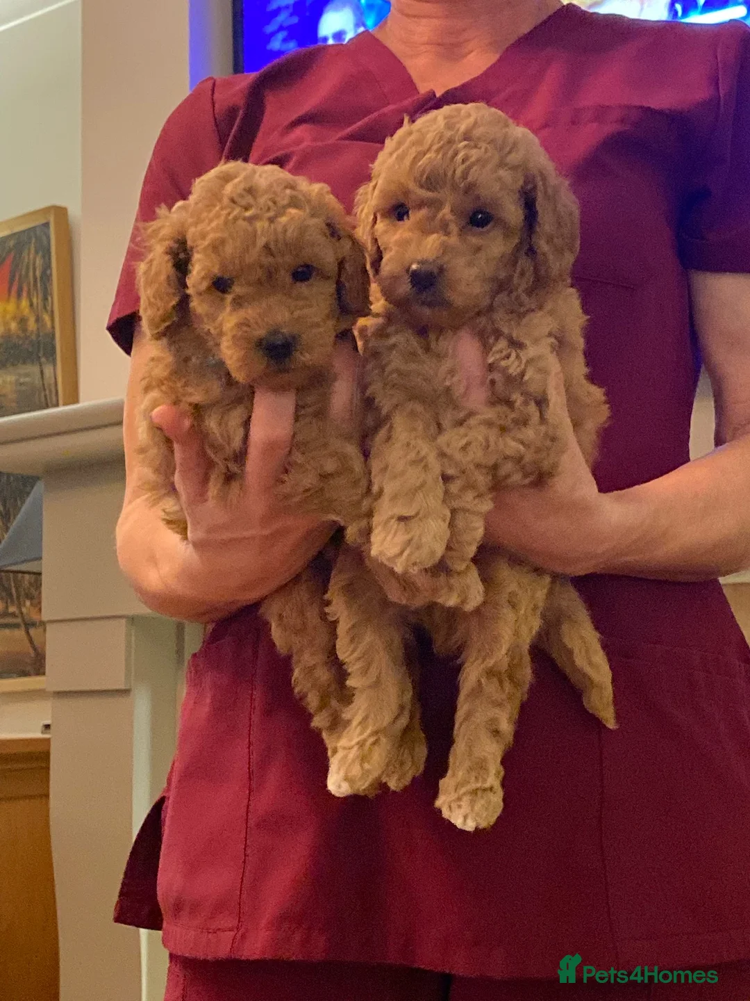 Toy Poodle dogs for sale: KC registered Toy Poodle puppies  - Advert 4