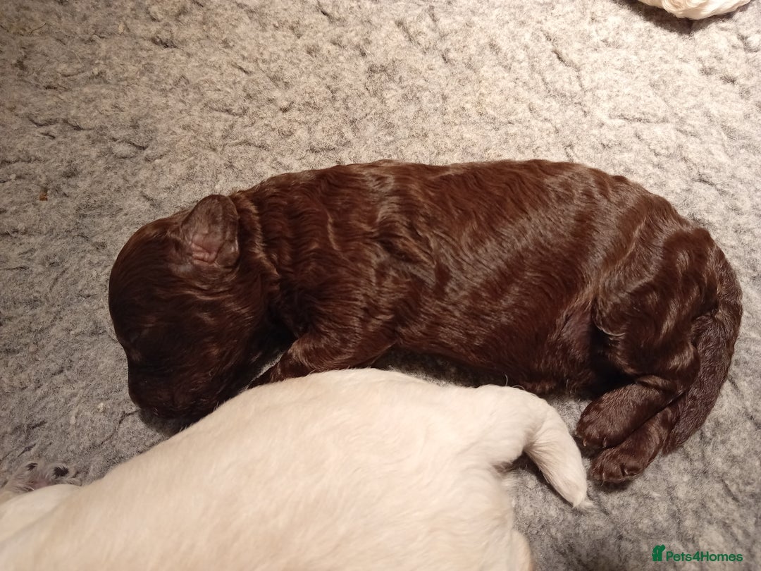 Mini Goldendoodle dogs for sale: Gorgeous Miniature Double Doodle puppies  - Advert 21