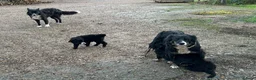 Border Collie dogs for sale: Two male border collie pups for sale - Advert 4