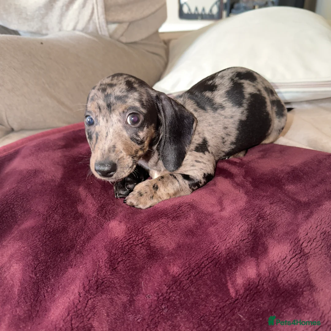 Miniature Dachshund dogs for sale: Miniature Dachshunds - Advert 5