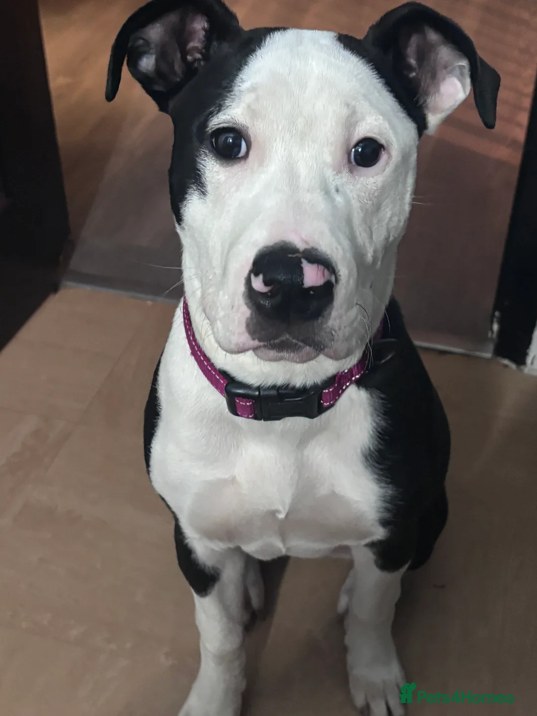 Mixed Breed dogs for sale: Bull mastiff cross staff female  - Advert 2