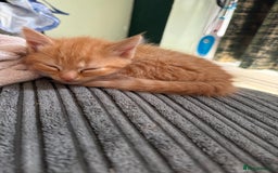 Mixed Breed cats for sale: (NEED HOMES) Beautiful kittens white/ginger - Image 17