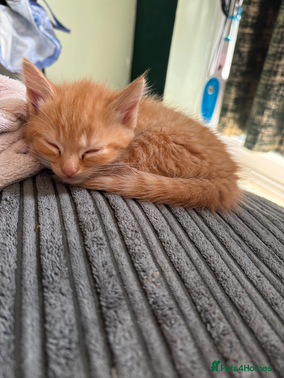 Mixed Breed cats for sale: (NEED HOMES) Beautiful kittens white/ginger - Image 17