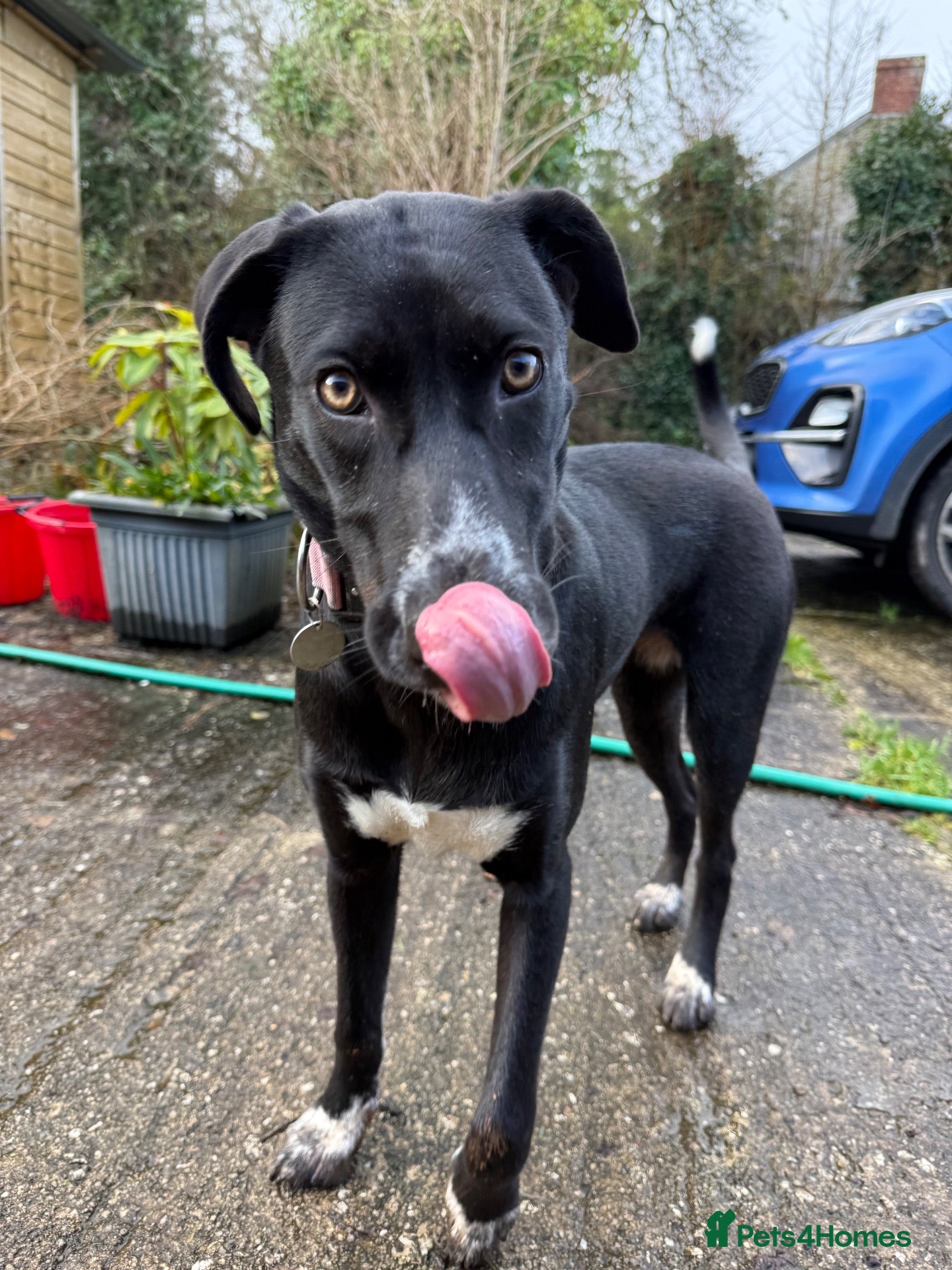 Mixed Breed dogs ONE GIRL LEFT GWP X WEIMSKY READY TO GO - Advert 1