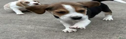 Beagle dogs for sale: Quality Foot Beagle Puppies - Advert 6