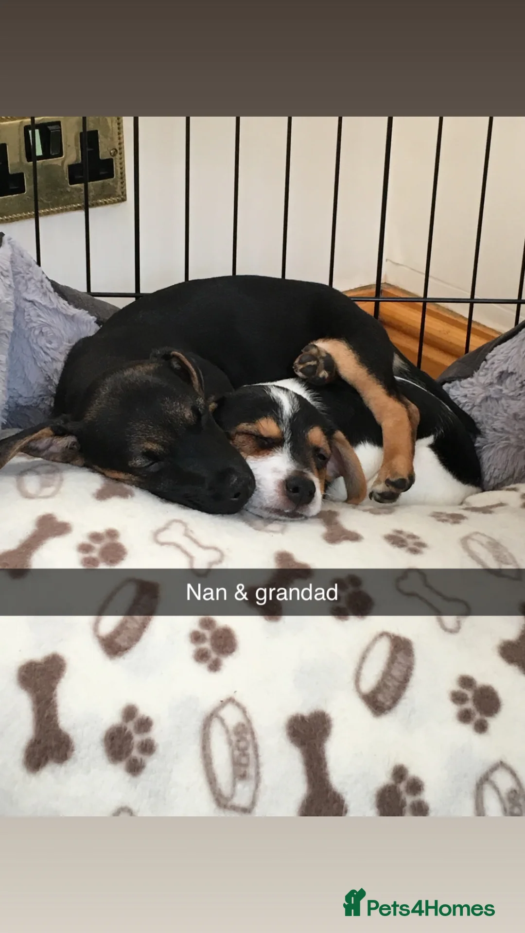 Jack Russell dogs for sale: Our beautiful girl Fia is having babies 💙 in Swadlincote - Advert 39
