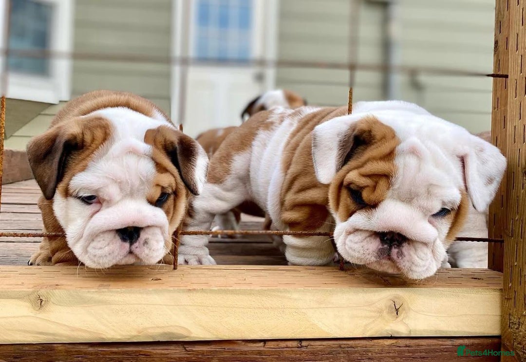English Bulldog dogs for sale: Purebred English Bulldogs - Image 12