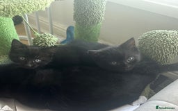 Mixed Breed cats for sale: 2 Adorable Black Girl Kittens Looking for Homes - Image 1