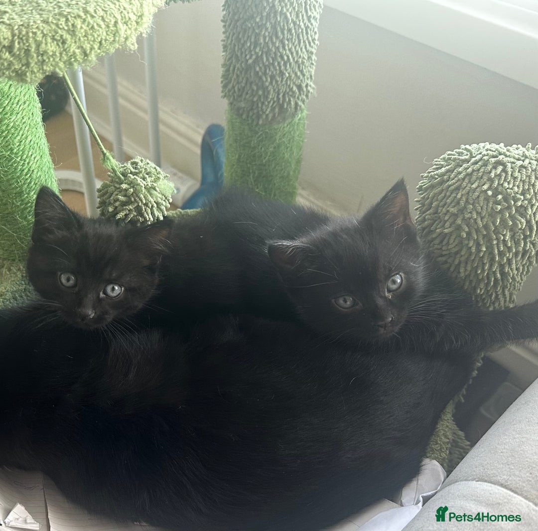 Mixed Breed cats for sale: 2 Adorable Black Girl Kittens Looking for Homes - Image 1