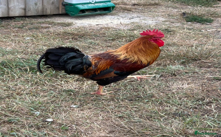 Chickens poultry - Advert 4