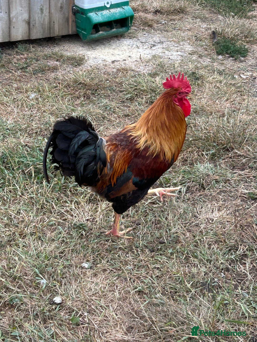 Chickens poultry for sale: Welsummer Pair  - Image 1