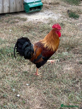 Chickens poultry - Advert 1