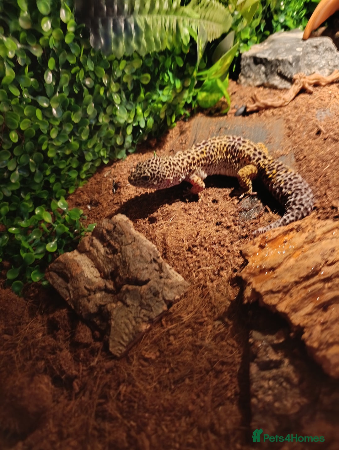 Leopard Gecko reptiles for sale: Leopard gecko  - Image 3
