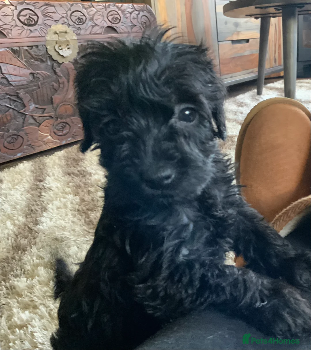Schnoodle dogs for sale: Stunning miniature Schnoodle puppies - Advert 32