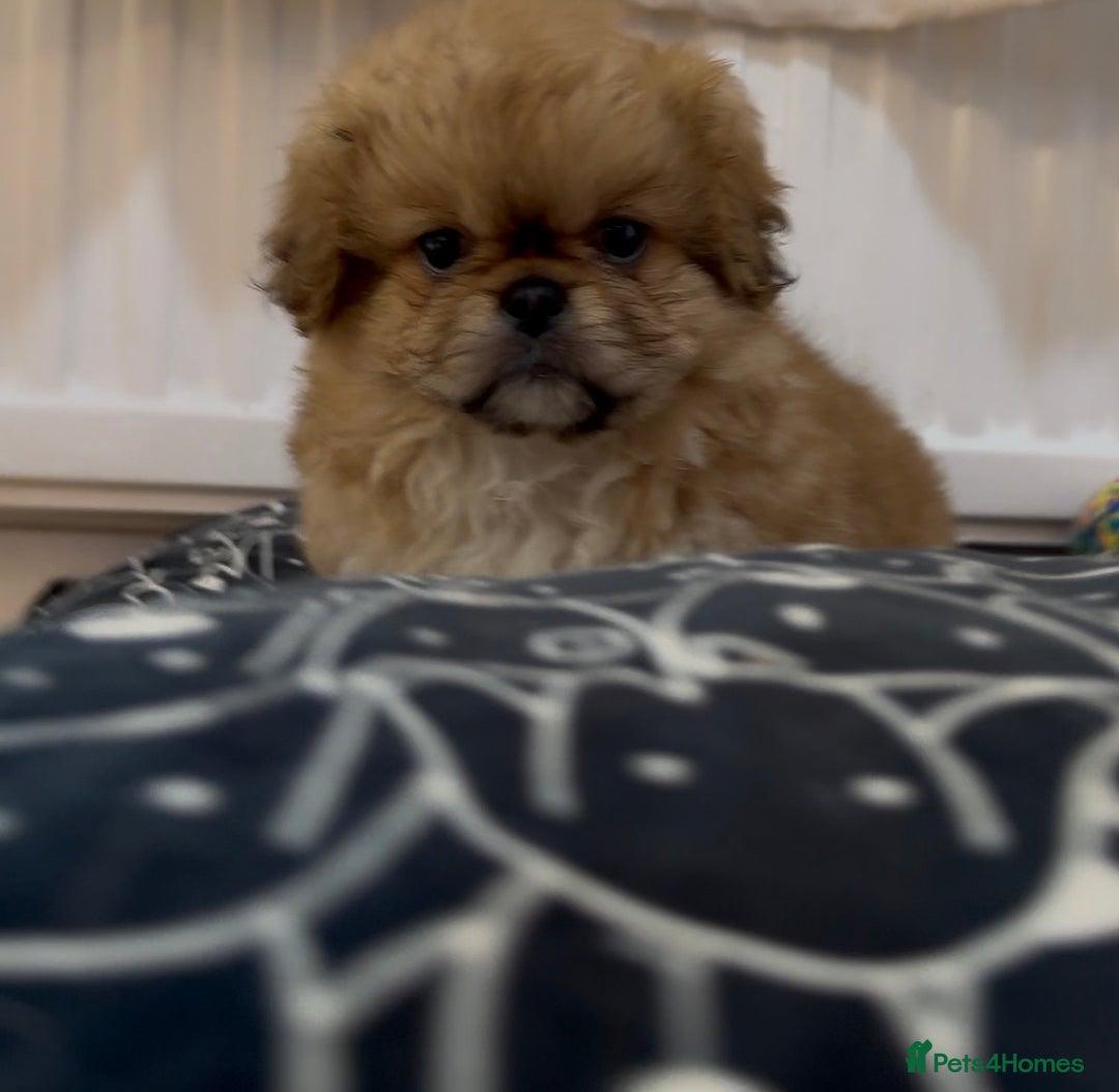 Pekingese dogs for sale: Gorgeous Pekingese puppies  - Image 2