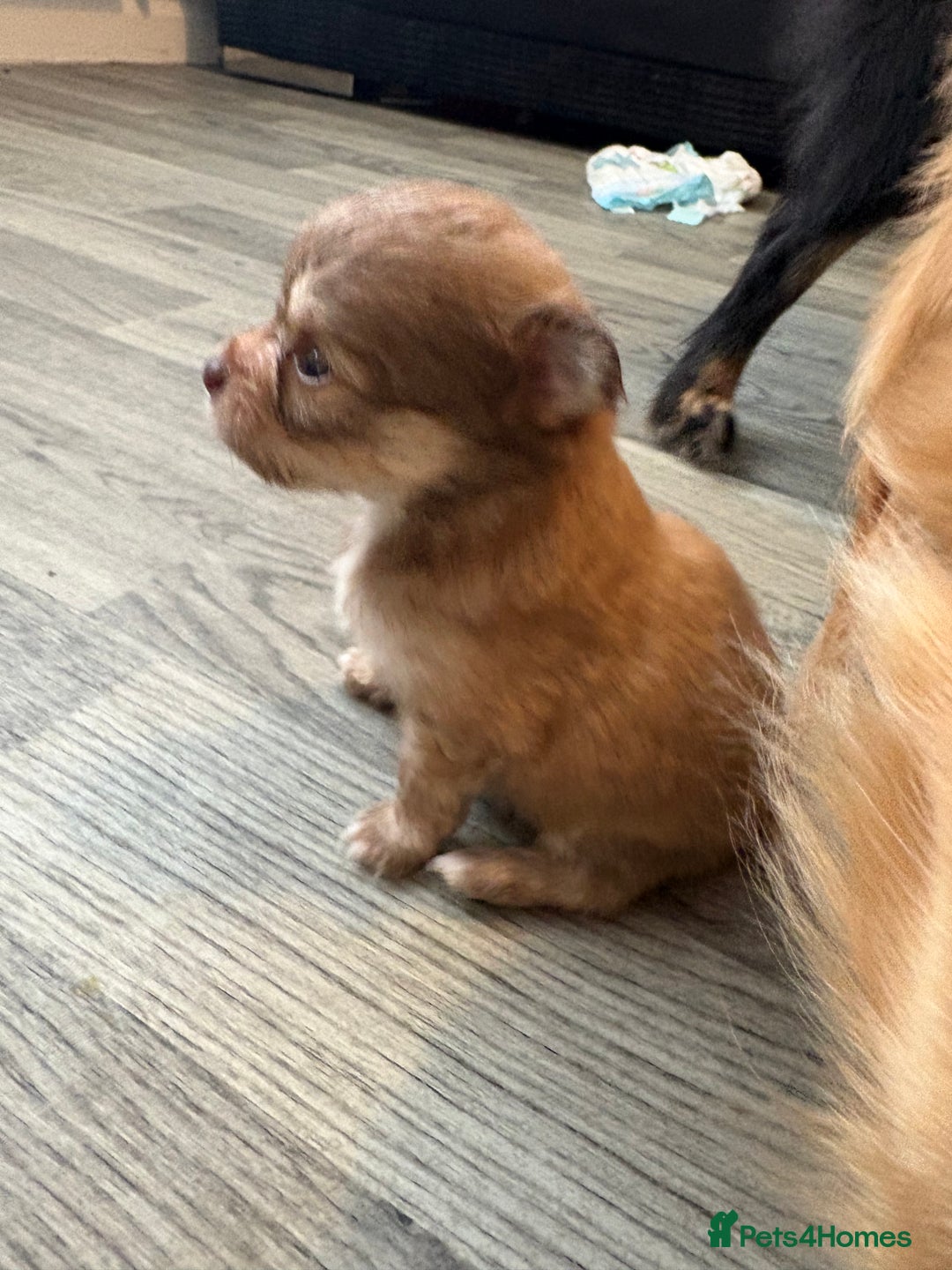 Pomchi dogs for sale: Pomchi - Image 4